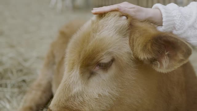 Claire, the sanctuary highland cow moos with delight for her treats