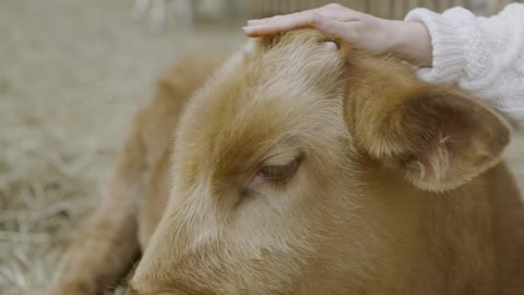 Claire, the sanctuary highland cow moos with delight for her treats