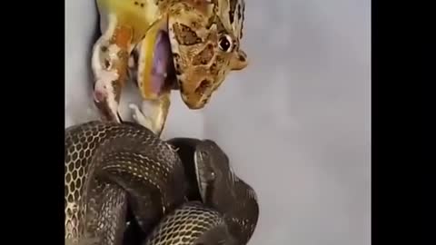 Animal creature