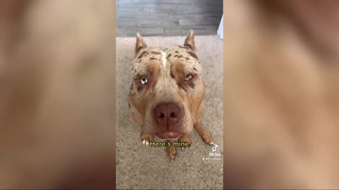 Best Videos Of Funny Animals & Pets Of YouTube! Best Compilation🤣