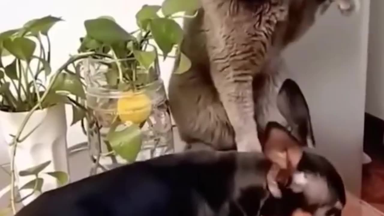 Funny Dogs, Cats and Animals Videos TRY Not to Laugh! # 41!
