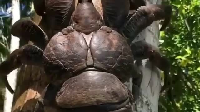 Incredible giant crab