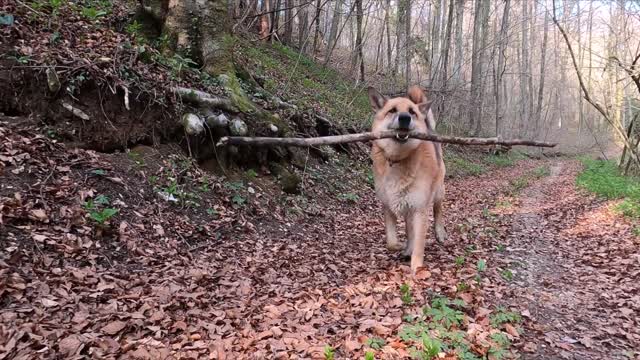 Funny dog 🐕 pick up the stick and run the dog videos