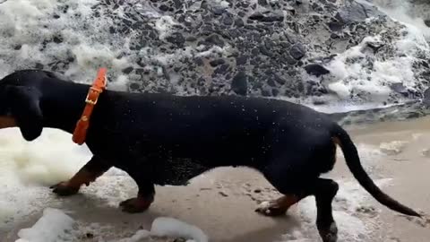 Loulou & Coco are having such a good time on the beach. They don't care about good or bad weather.