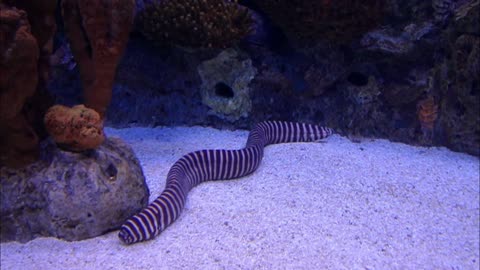 Sea Snake