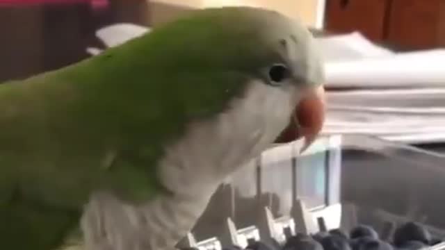 Even a budgie gets angry