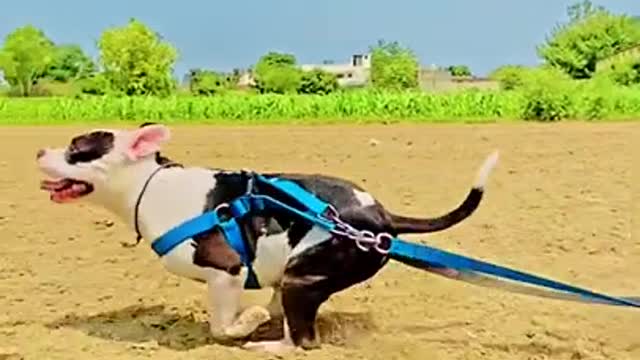 Funny Dog 🐶 Video