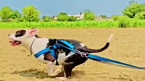 Funny Dog 🐶 Video