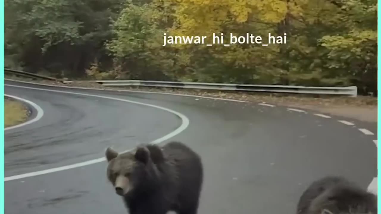 Bear and tourist comedy