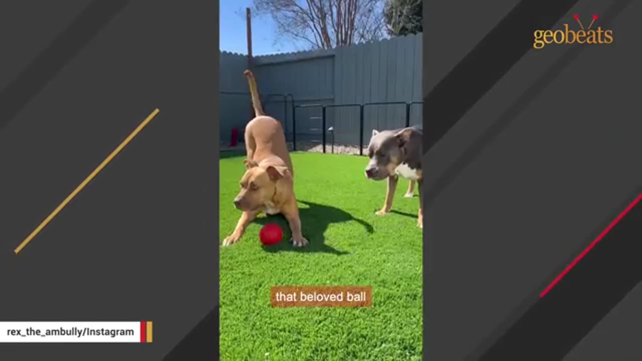 Dog devastated after losing ball