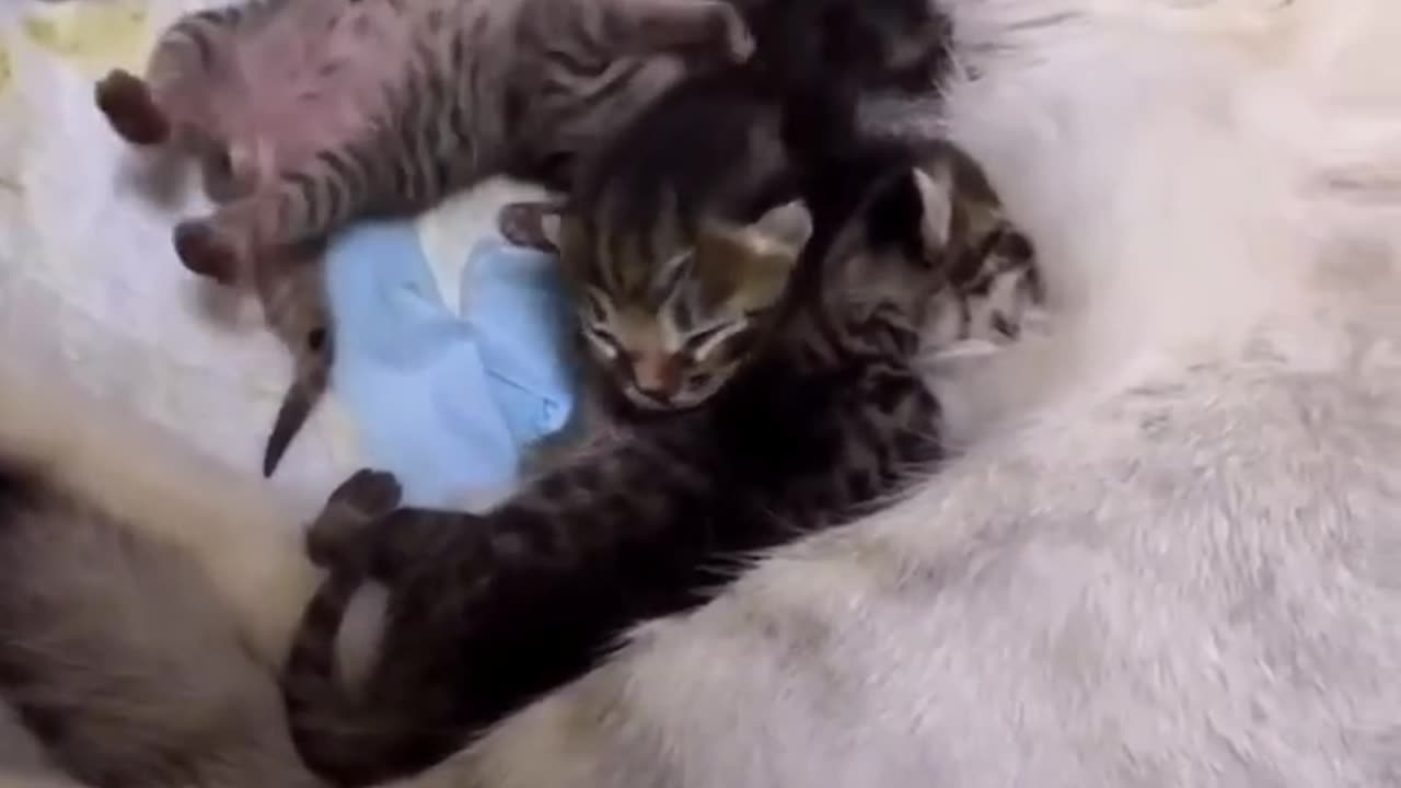 Look at this tiny kitten stuck between its mom’s legs while nursing!