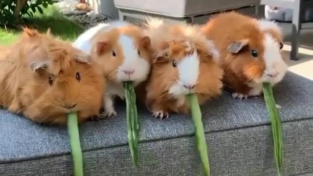 guinea pig eating