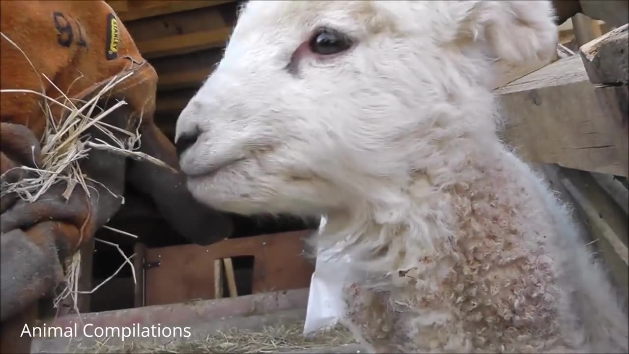 Cute Lambs (baby sheeps) - Compilation