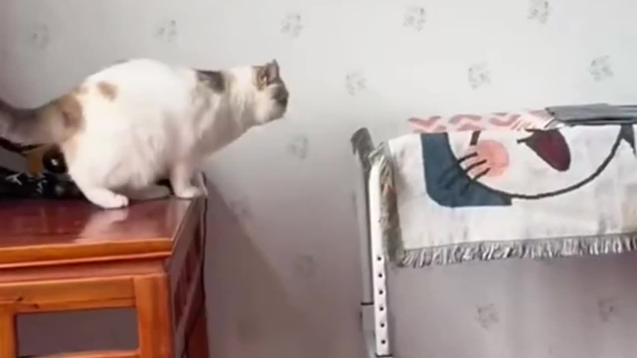 Funny Cat Videos😂😂😂Try Not to Laugh at Funny Animal Video Ep 391 #funnyshorts #cat #catfunny #dog