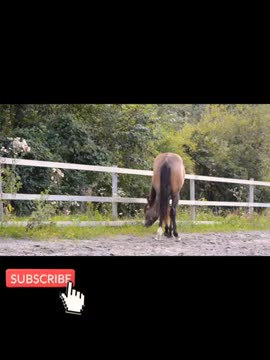 Horse Short Video, 4k Animal Videos
