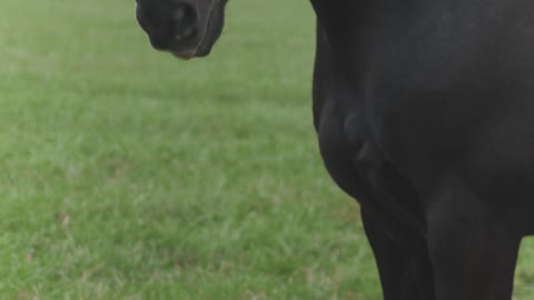 Black Horse Video - They are such amazing animals