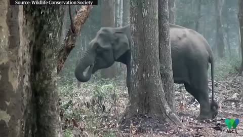 Elephant seen 'smoking' in southern India