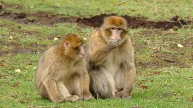 A family meeting of monkeys