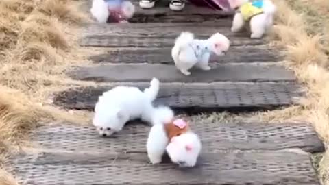 8 cute puppies in the basket