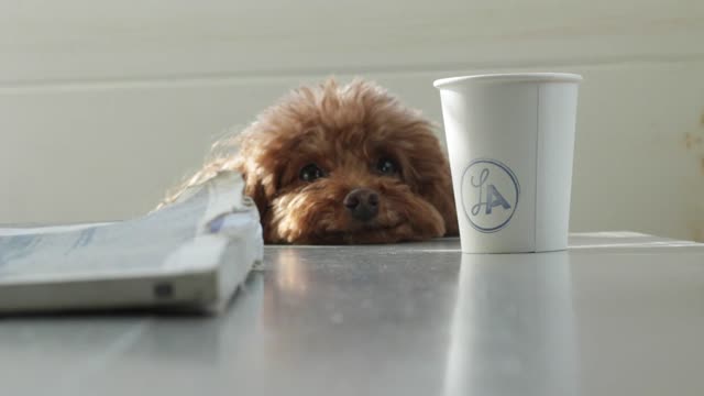 Dog staring at a latte :)