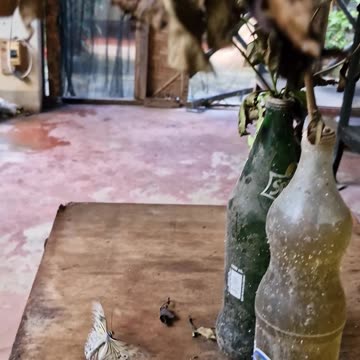 Escape into nature at the Butterfly Sanctuary, Zamboanga City