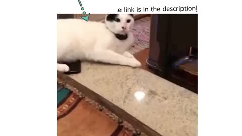 What's this cat haha