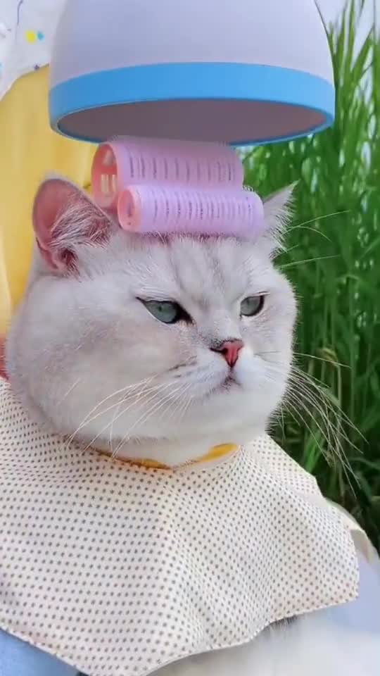 When it comes to caring for your cat, you need to get your information from an expert.