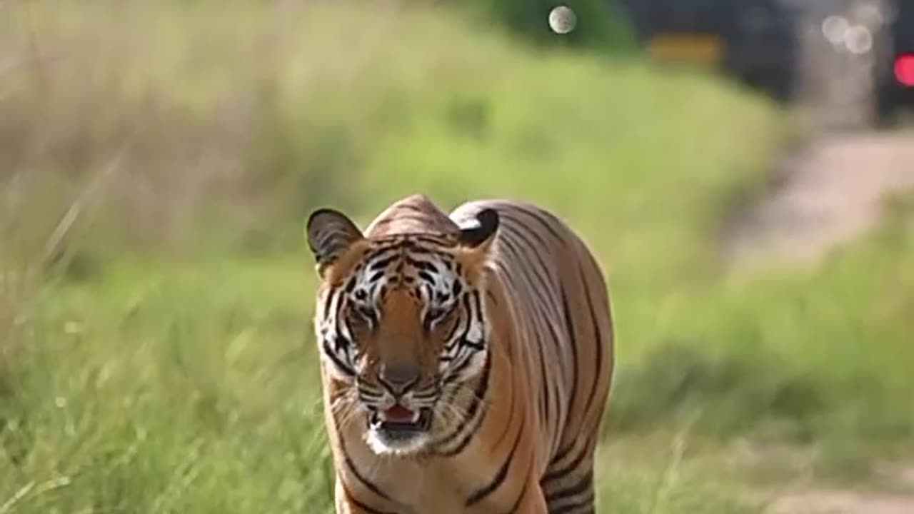 Tiger.