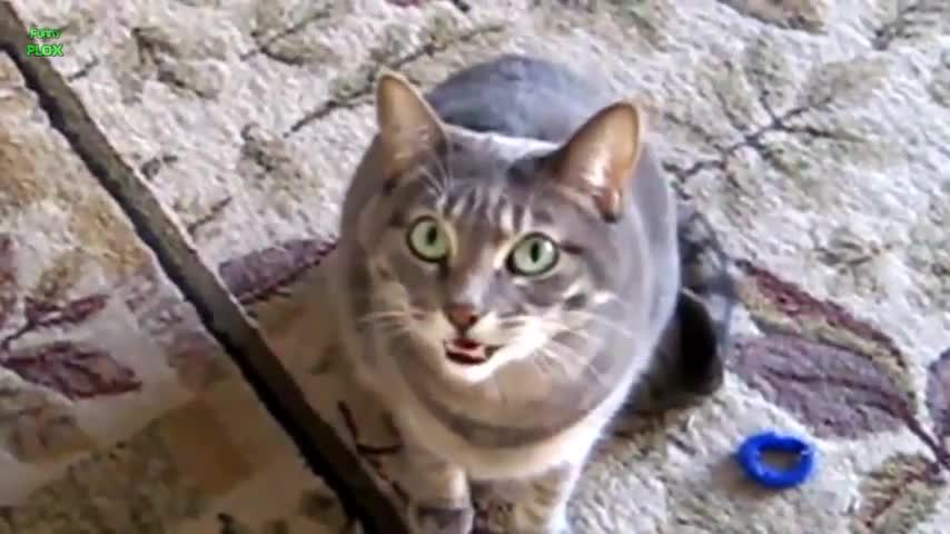 Funny Meowing Cats