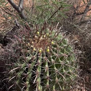 Ferocactus - The Fierce Cactus I'm tracking the blooms