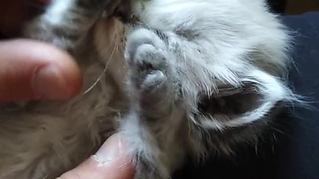 Cute cat where play.