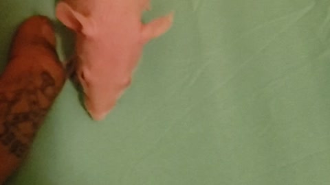 Hairless pixie