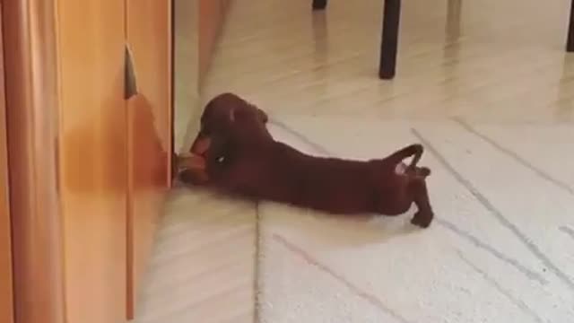 funny puppy video