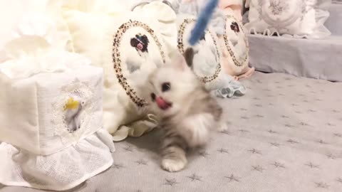 Kitten punch Cute & tiny munchkin kitten