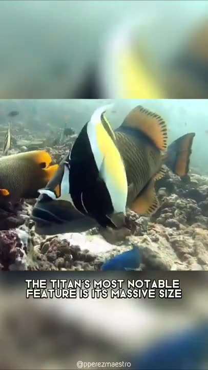 Triggerfish 🐠 One Of The Most Dangerous Ocean Creatures In The World #shorts #triggerfish #ocean