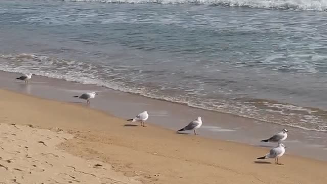 The gulls