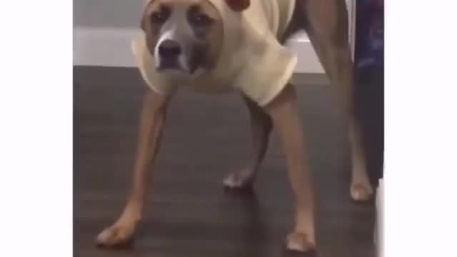 This Dog is so disappointment to his owner for buying him small sizeclothes.