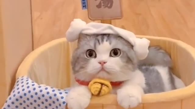 Will the owner die without the kitten?