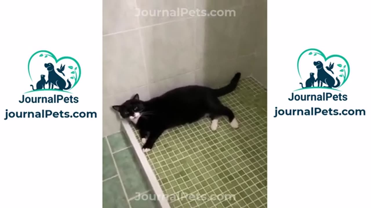 Funny Cats