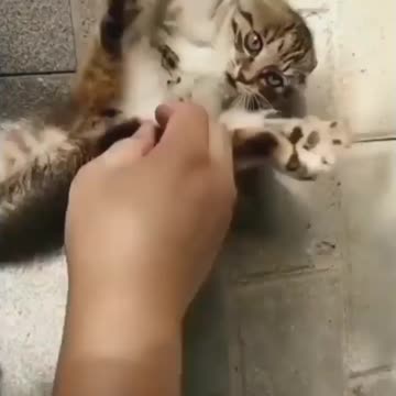 cat doesn’t care if you are smart or dumb