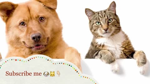 Cat & Dog fanny video