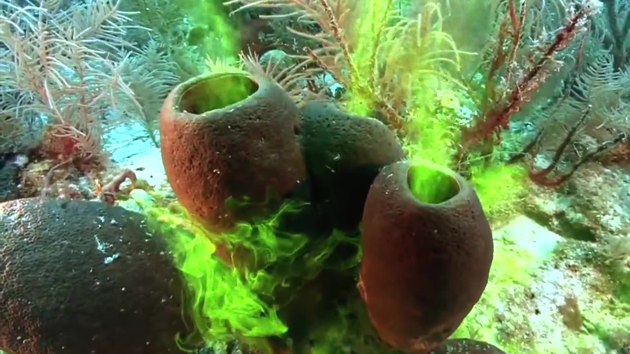 The Mysterious Realm of Deep Sea Sponges