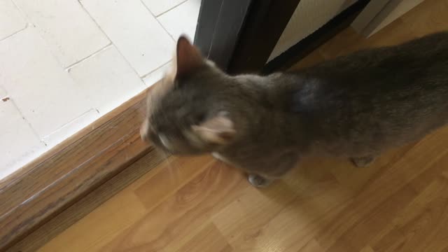 mom cat calling for his kitten