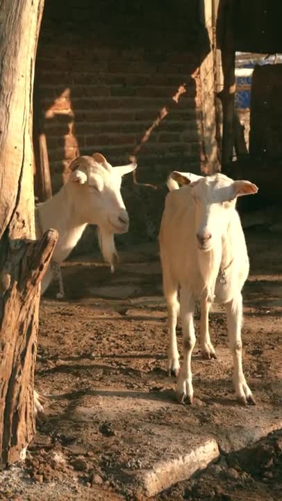 Goats on a Farm