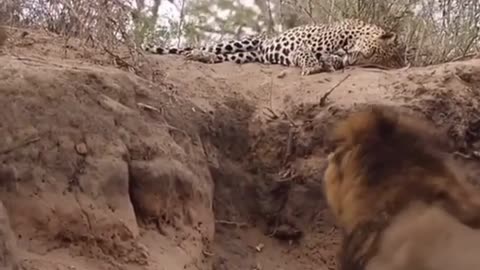 Lion surprised attack on jaguar