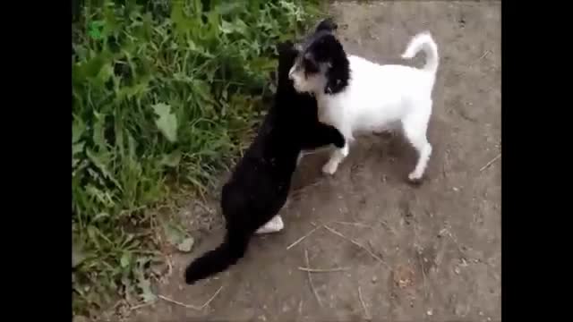 Funny dog vs cat video