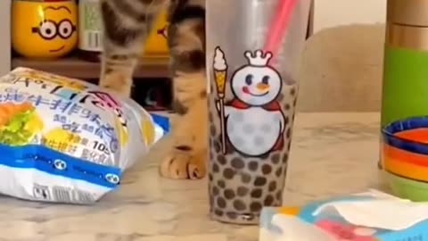 Appetite cat