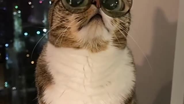 Funny viral cat πππ..she already know the trendπ a smart catππ