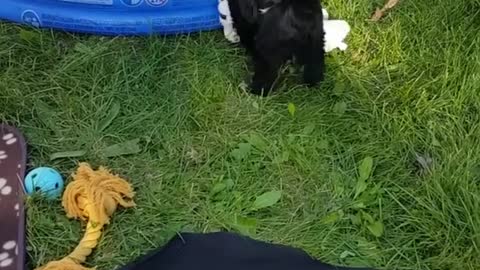 Dog Playing With His Big Toys OutDoors