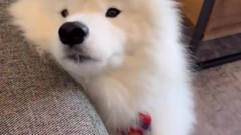pet
